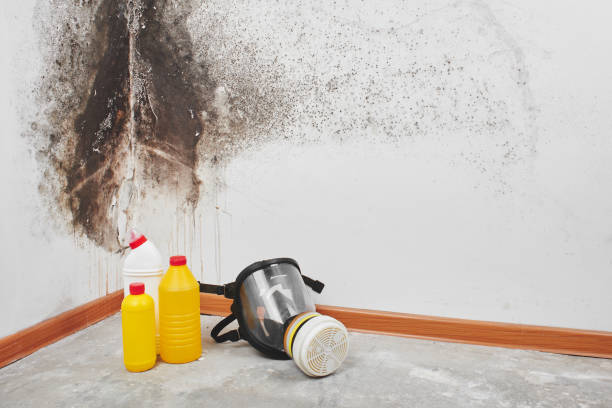 Best Mold Damage Repair  in Donalsonville, GA